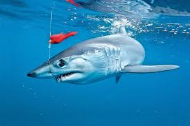Mako shark